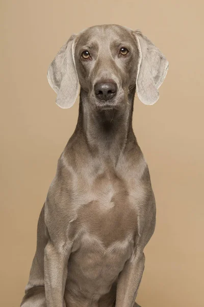 Portrait Proud Weimaraner Dog Sand Colored Background — Stock Photo, Image