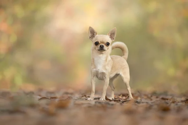 Světle Hnědé Čivava Pes Stojící Podzimním Lese Při Pohledu Fotoaparát — Stock fotografie