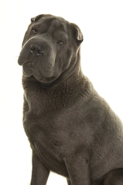 Portrait Grey Shar Pei Dog Looking Camera Isolated White Background — Stock Photo, Image