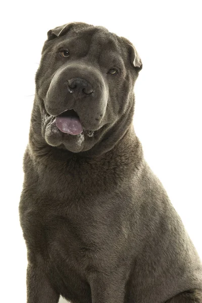 Portrét Šedý Pes Shar Pei Při Pohledu Fotoaparát Otevřenými Ústy — Stock fotografie