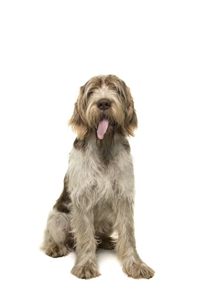 坐在意大利斯宾诺狗从前面看到看着镜头孤立与它的舌头伸出在白色的背景 — 图库照片