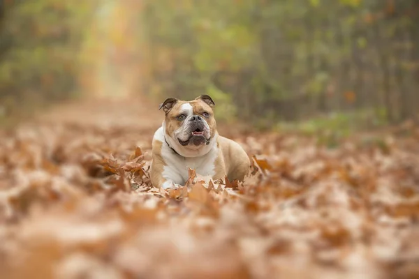 Buldogue Inglês Cão Deitado Uma Pista Coberta Por Folhas Outono — Fotografia de Stock