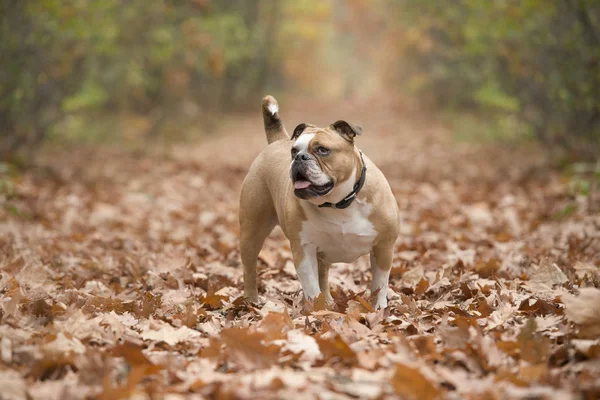 Англійський Бульдог Собака Стоячи Смузі Поширюється Осінь Листя Лісі — стокове фото
