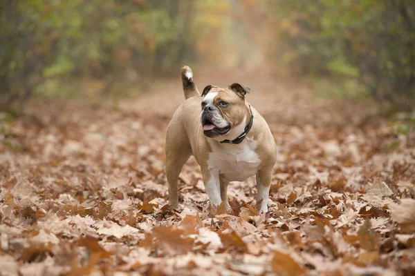 Buldogue Inglês Que Está Uma Pista Coberta Por Folhas Outono — Fotografia de Stock