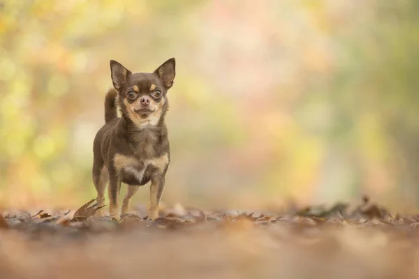 Őszi Erdő Elölről Nézve Szép Állandó Csokoládé Chihuahua Kutya — Stock Fotó