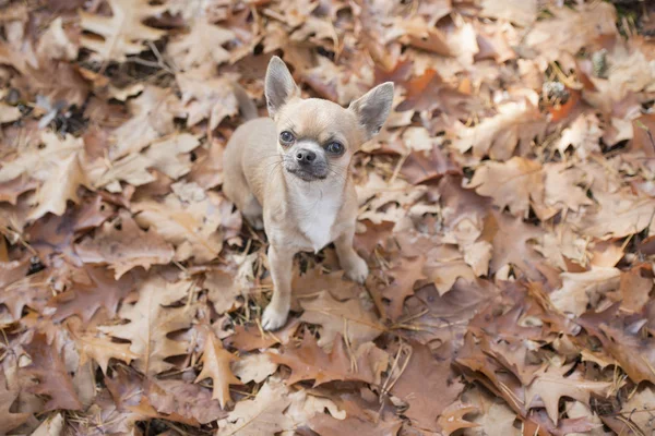 Pes Chihuahua Vzhlédl Nahlíženo Pohledu Vysokého Úhlu Pohledu Kameru Sedět — Stock fotografie