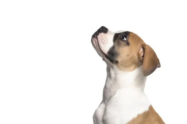 Porträt Eines Amerikanischen Bulldoggen Welpen Der Von Der Seite Isoliert — Stockfoto