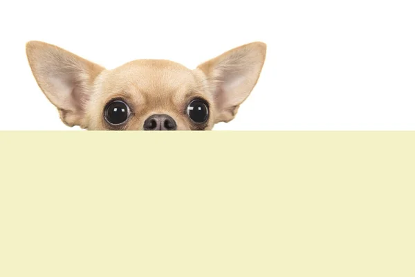 Niedlicher Chihuahua Hund Der Über Den Rand Einer Gelben Schachtel — Stockfoto