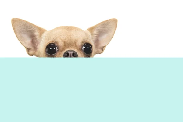Cão Chihuahua Bonito Espreitando Sobre Borda Uma Caixa Azul Fundo — Fotografia de Stock
