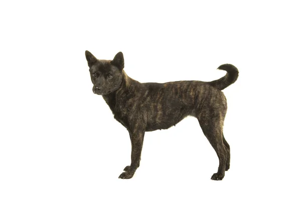 This rare dog breed hails from Japan where it was used as a hunting dog
