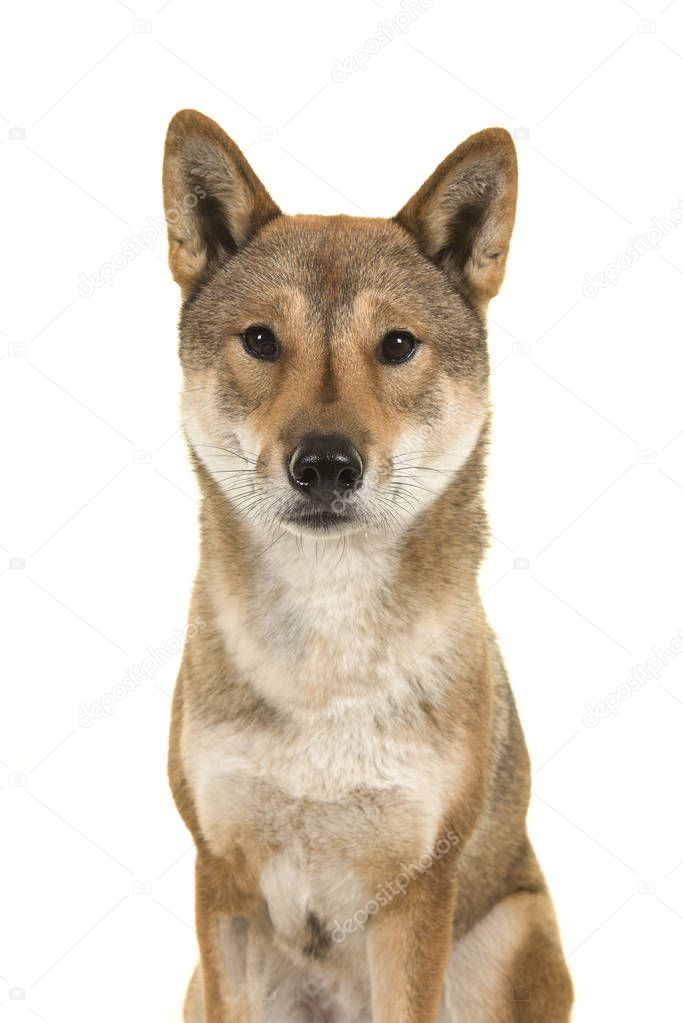 Portrait of a Shikoku dog a japanese breed looking at the camera isolated on a white background
