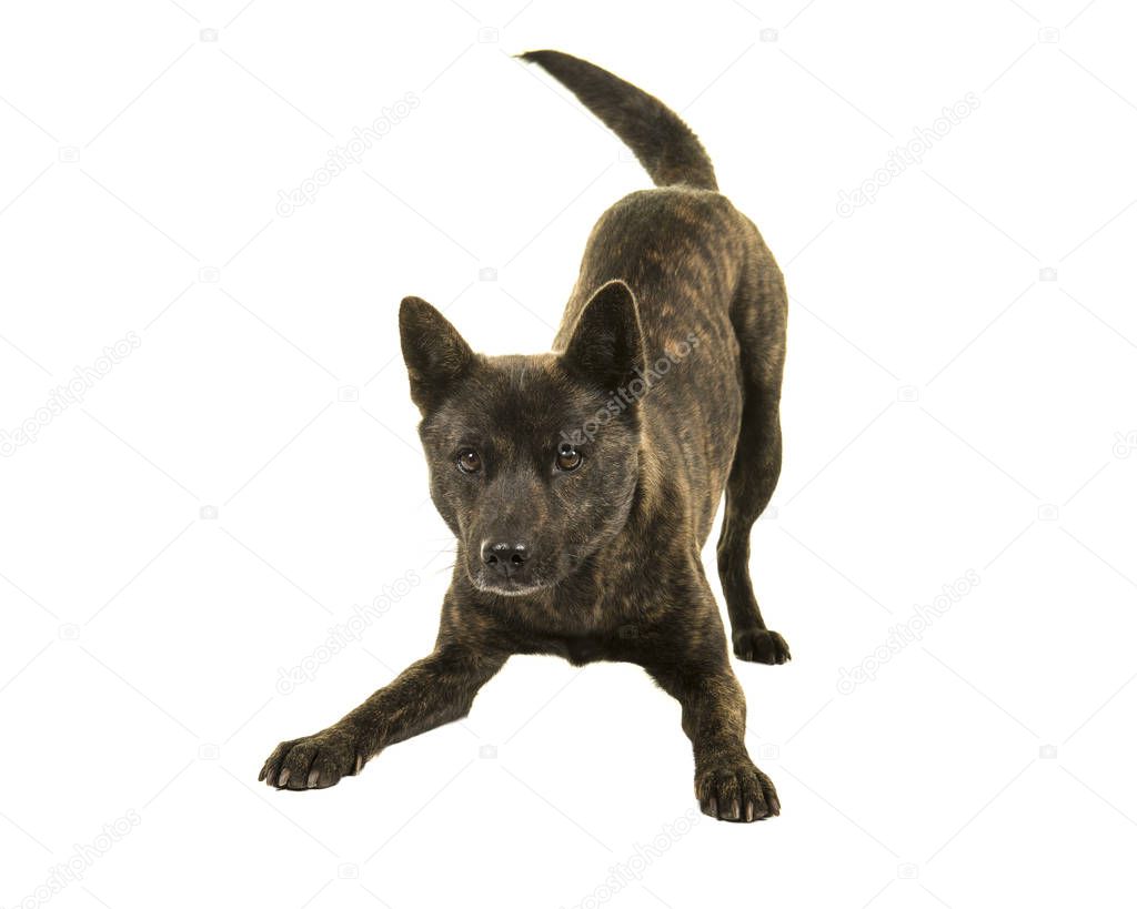 Female Kai Ken dog the national japanese breed standing in a play bow isolated on a white background wagging her tail