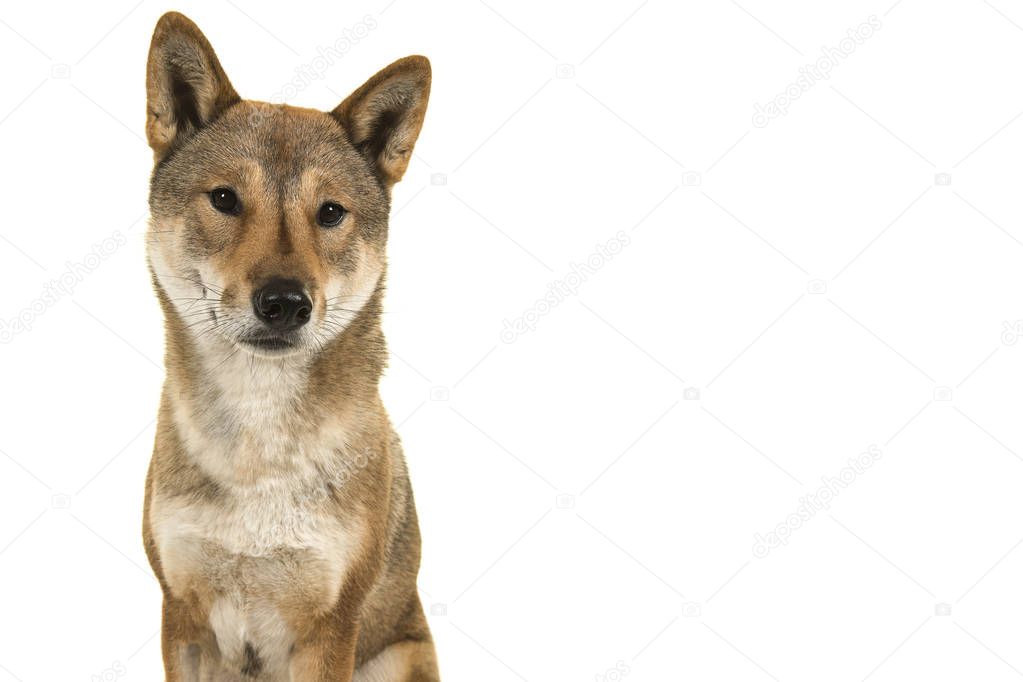 Portrait of a Shikoku dog a japanese breed glancing away isolated on a white background