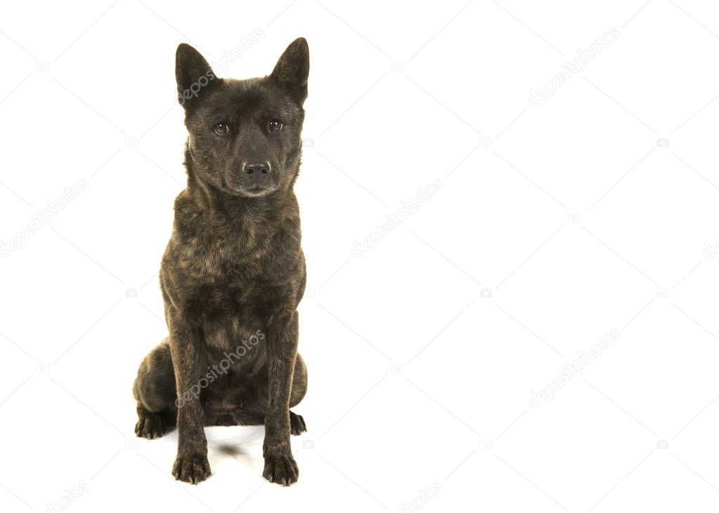 Female Kai Ken dog the national japanese breed lying down looking at the camera seen from the front isolated on a white background