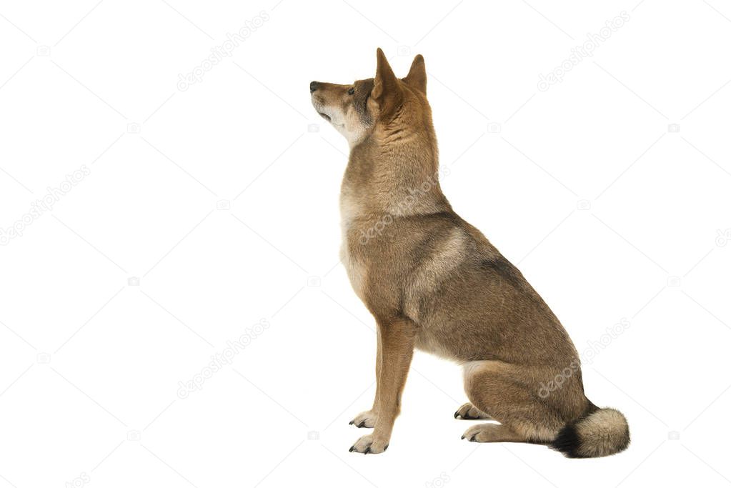 Shikoku dog sitting looking up and away at the background isolated on a white background