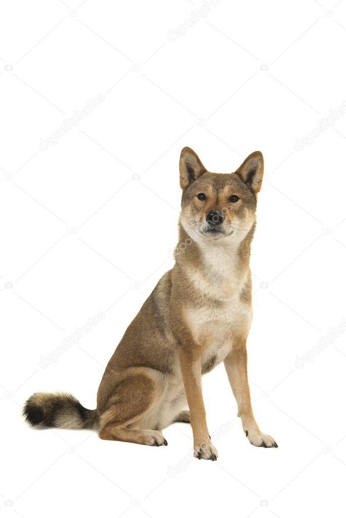 Sitting Skikoku dog looking at the camera isolated on a white background