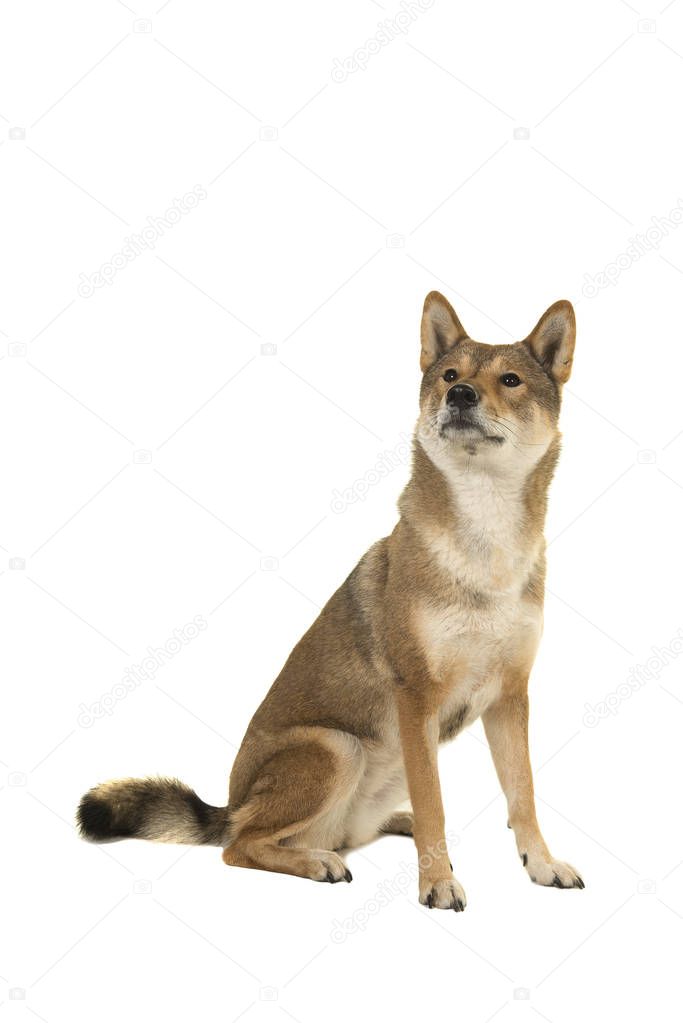 Sitting Skikoku dog looking up isolated on a white background