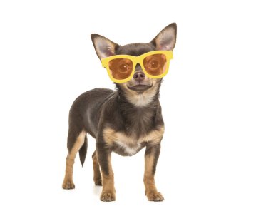 Güzel kahverengi chihuahua köpek beyaz bir arka plan üzerinde sarı güneş gözlüğü giyen ayakta