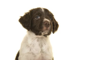 Beyaz bir backgrounground bakarak küçük bir munsterlander köpek yavrusu Portresi