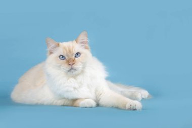 Mavi gözlü Pretty Ragdoll kedi mavi bir arka plan üzerinde yatan