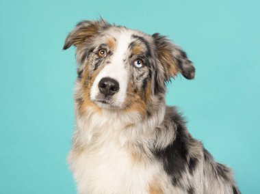Mavi üzerinde oldukça garip gözlü Avustralya çoban köpeği portresi