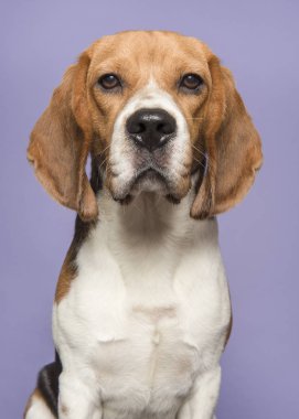 Kameraya bakan bir beagle portresi