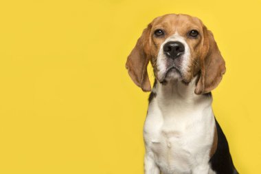 Sarı arka plan üzerinde bir beagle portresi
