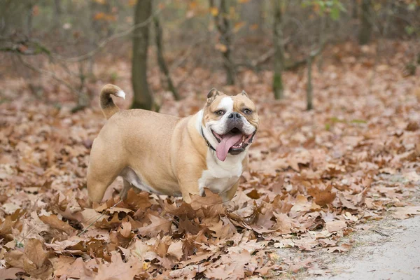 Angol bulldog szabadban állva őszi levelek között egy erdőben — Stock Fotó