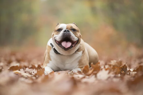 Buldogue inglês feliz deitado entre folhas de outono em uma floresta — Fotografia de Stock