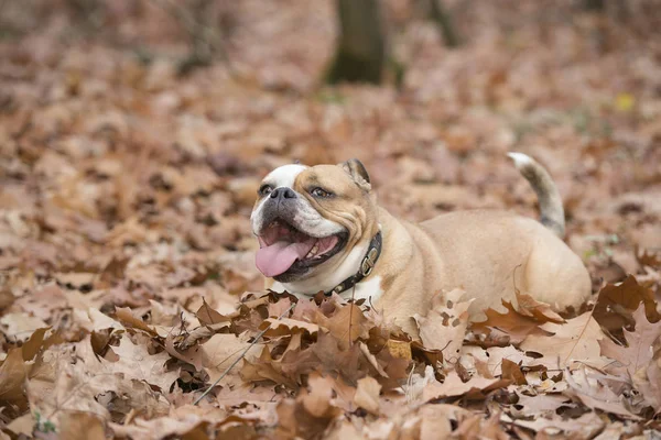 Engelsk Bulldog utomhus liggande mellan höstlöv i en skog — Stockfoto