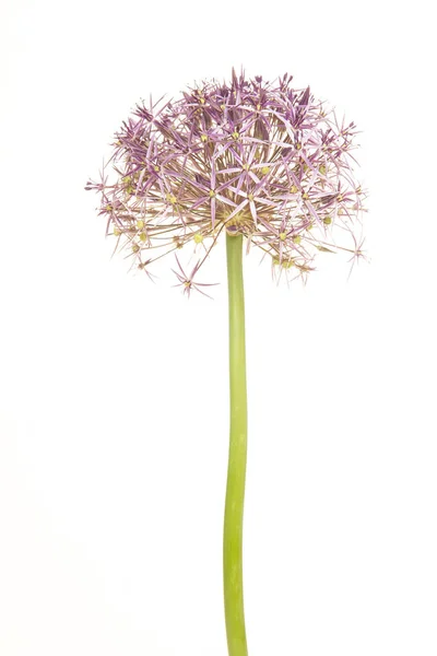 Blommande Allium eller stjärnan i Peria isolerad på en vit bakgrund — Stockfoto