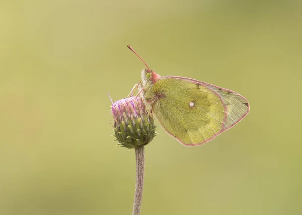 Pale clouded yellow butterfly resting on a flower with its wings closed on a yellow background
