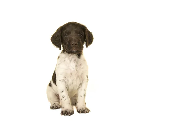 Sitzend niedlicher kleiner Münsterländer Welpe Hund schaut in die Kamera auf weißem Hintergrund — Stockfoto