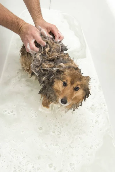 Dog being washed with soap by a groomer in a white bathroom