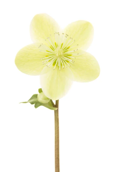 Única flor de Natal flor rosa isolado em um fundo branco — Fotografia de Stock