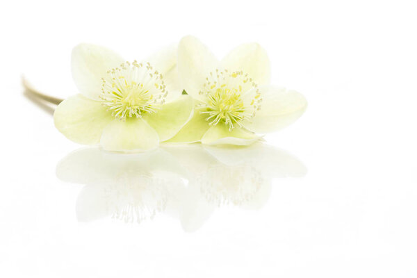 Two blooming christmas rose flowers with reflection lying isolated on white