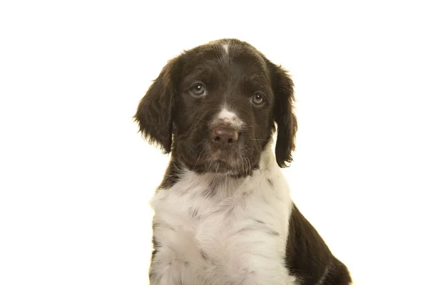 Retrato de um cão pequeno cachorro munsterlander bonito em um fundo branco — Fotografia de Stock