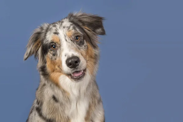 Retrato de um cão pastor australiano bonito em um fundo azul — Fotografia de Stock