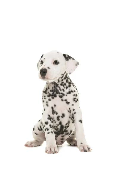 Lindo perro cachorro dálmata sentado y mirando al lado aislado en blanco —  Fotos de Stock