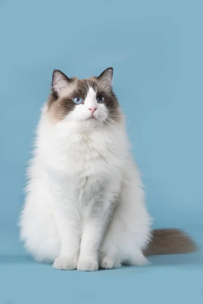 Mavi gözlü pretty ragdoll kedi mavi bir arka plan üzerinde oturan yukarı bakıyor