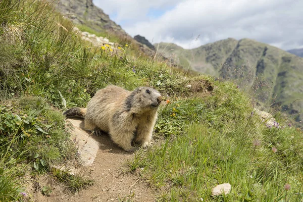 Marmotta alpina prima della sua casa tra le montagne delle Alpi europee — Foto Stock