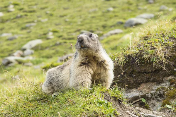 Vista ravvicinata ad angolo basso di una marmotta alpina prima della sua casa nelle Alpi — Foto Stock