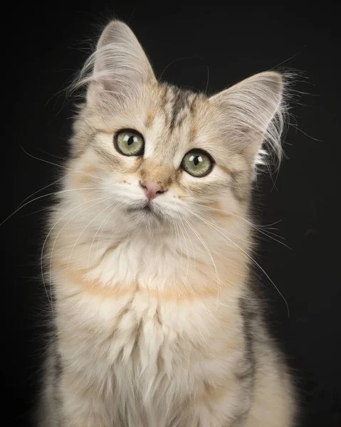 Cute siberian kitten portrait looking at the camera on a black background — Stock Photo, Image