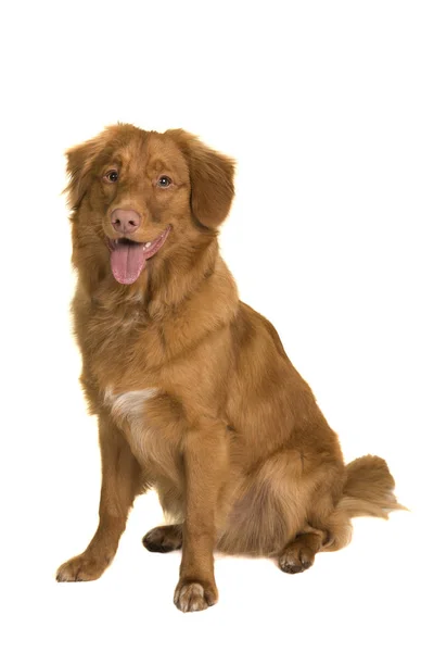 Sentado nova scotia duck tolling retriever olhando para a câmera — Fotografia de Stock