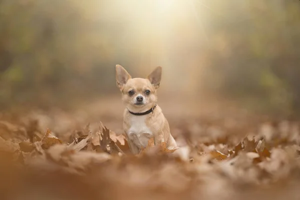 Chihuahua cão sittng em uma pista de floresta de outono com verões — Fotografia de Stock
