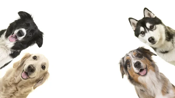Portréty čtyř psů na hranicích při pohledu na fotoaparát — Stock fotografie