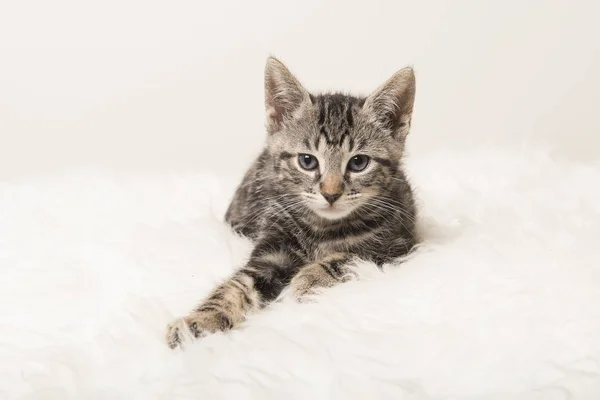 Cute tabby kitten lying down on a white fur — Stock Photo, Image