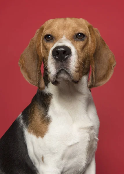 Retrato de um beagle olhando para a câmera em um fundo vermelho — Fotografia de Stock