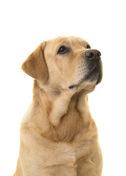 Portret van een blonde Labrador hond op zoek naar boven — Stockfoto