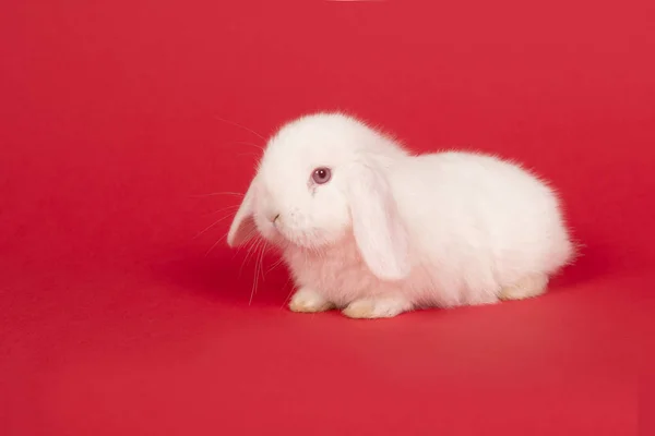 Bonito jovem coelho branco em um fundo vermelho — Fotografia de Stock